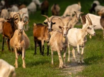 Caprele, noua „armă” a Europei împotriva incendiilor de vegetație