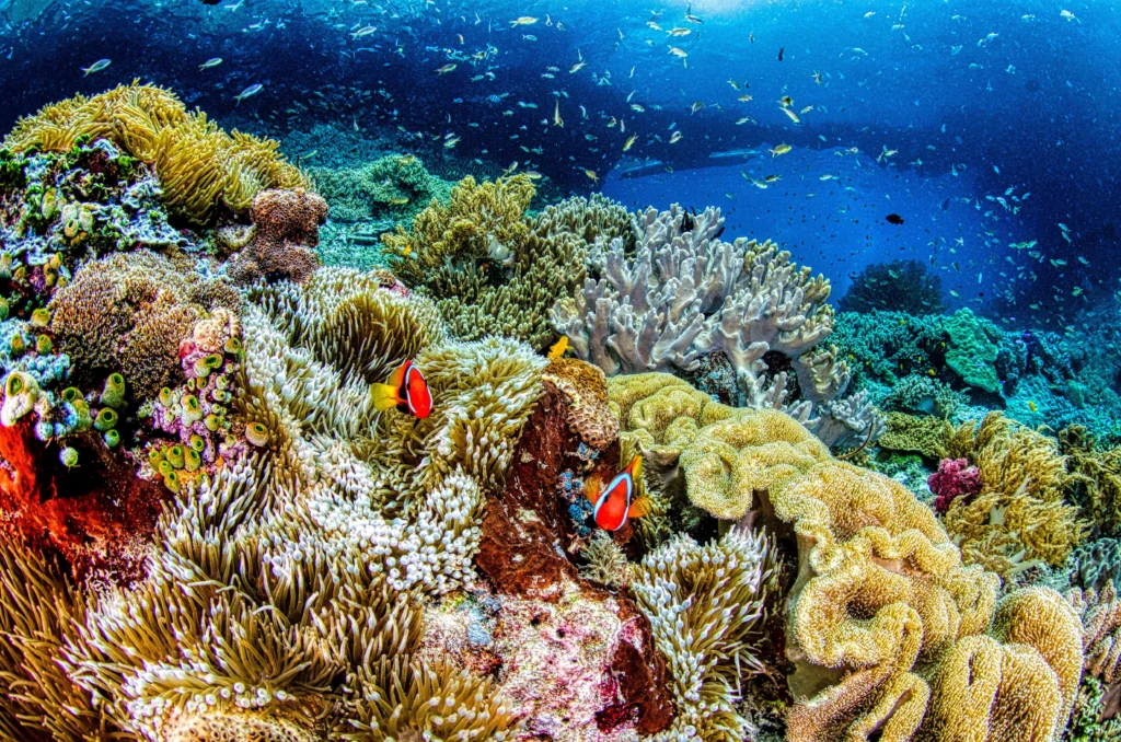 Avertismentul ascuns în coralii din Galápagos: El Niño devine tot mai puternic pe măsură ce planeta se încălzește