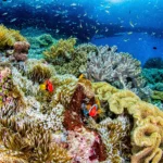 Avertismentul ascuns în coralii din Galápagos: El Niño devine tot mai puternic pe măsură ce planeta se încălzește
