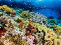 Avertismentul ascuns în coralii din Galápagos: El Niño devine tot mai puternic pe măsură ce planeta se încălzește