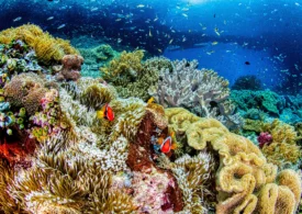 Avertismentul ascuns în coralii din Galápagos: El Niño devine tot mai puternic pe măsură ce planeta se încălzește