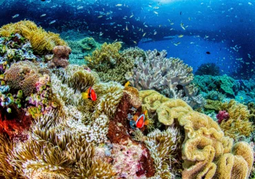 Avertismentul ascuns în coralii din Galápagos: El Niño devine tot mai puternic pe măsură ce planeta se încălzește