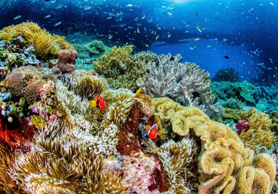 Avertismentul ascuns în coralii din Galápagos: El Niño devine tot mai puternic pe măsură ce planeta se încălzește