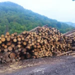 5.000 de copaci, tăiați ilegal într-o singură zonă din Brașov