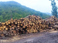 5.000 de copaci, tăiați ilegal într-o singură zonă din Brașov