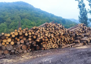 5.000 de copaci, tăiați ilegal într-o singură zonă din Brașov