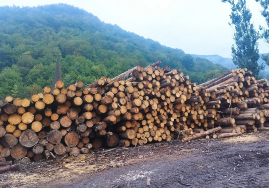 5.000 de copaci, tăiați ilegal într-o singură zonă din Brașov