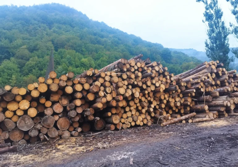 5.000 de copaci, tăiați ilegal într-o singură zonă din Brașov