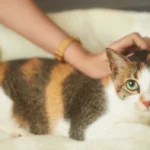 Pisica sterilizată are nevoie de o hrană diferită? Ce se schimbă după sterilizare