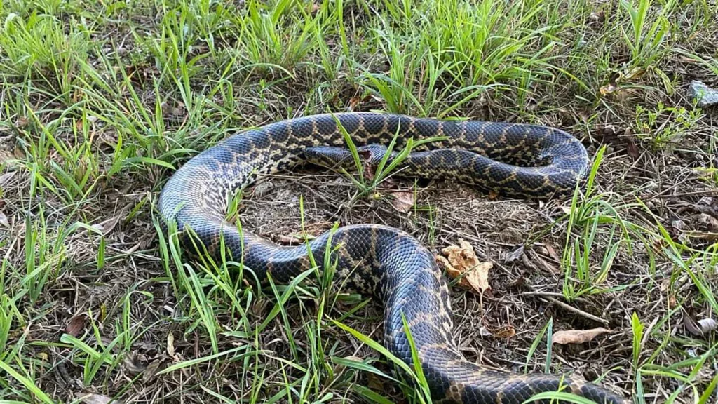 Un șarpe Anaconda de doi metri a fost găsit pe malul Dunării (Foto)