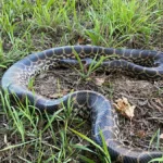 Un șarpe Anaconda de doi metri a fost găsit pe malul Dunării (Foto)