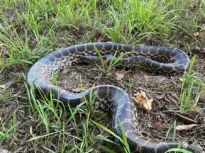 Un șarpe Anaconda de doi metri a fost găsit pe malul Dunării (Foto)