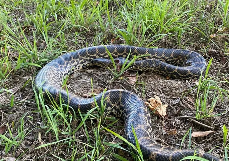 Un șarpe Anaconda de doi metri a fost găsit pe malul Dunării (Foto)