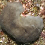A trecut prin cinci extincții în masă. Acest organism ar putea ajuta acum oamenii să curețe oceanele