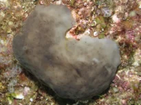 A trecut prin cinci extincții în masă. Acest organism ar putea ajuta acum oamenii să curețe oceanele