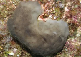 A trecut prin cinci extincții în masă. Acest umil organism ar putea ajuta acum oamenii să curețe oceanele