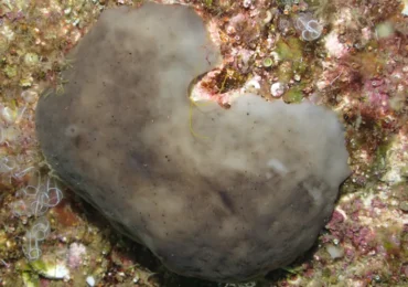 A trecut prin cinci extincții în masă. Acest umil organism ar putea ajuta acum oamenii să curețe oceanele