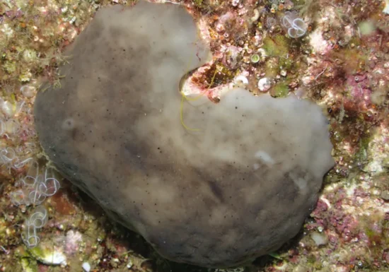 A trecut prin cinci extincții în masă. Acest organism ar putea ajuta acum oamenii să curețe oceanele