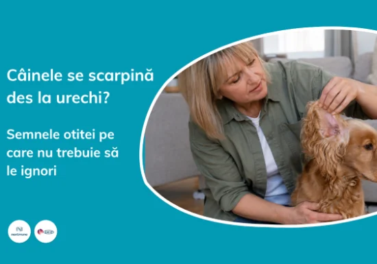 Câinele se scarpină des la urechi? Semnele otitei pe care nu trebuie să le ignori
