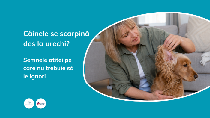Câinele se scarpină des la urechi? Semnele otitei pe care nu trebuie să le ignori