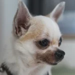 Surpriză! Ce-a dezvăluit un studiu legat de ADN-ul micilor chihuahua