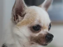 Surpriză! Ce-a dezvăluit un studiu legat de ADN-ul micilor chihuahua