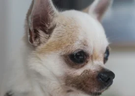 Surpriză! Ce-a dezvăluit un studiu legat de ADN-ul micilor chihuahua