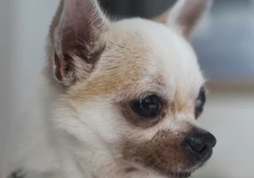 Surpriză! Ce-a dezvăluit un studiu legat de ADN-ul micilor chihuahua