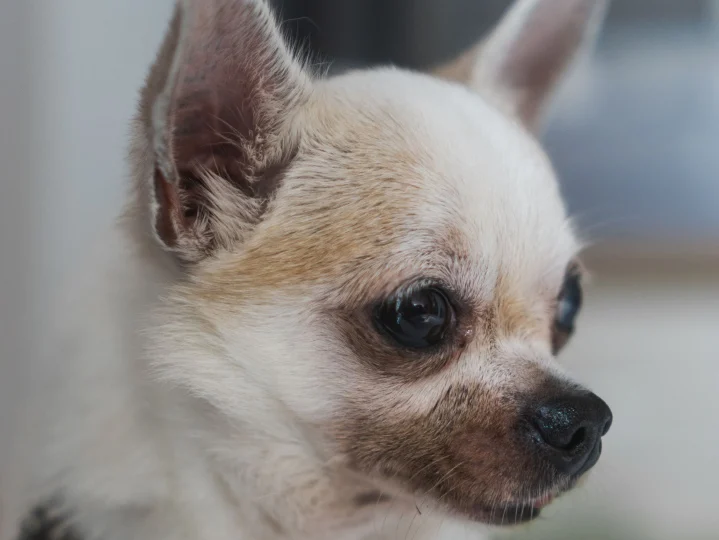 Surpriză! Ce-a dezvăluit un studiu legat de ADN-ul micilor chihuahua