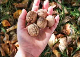 Cu ce te ajută o mână de nuci pe zi