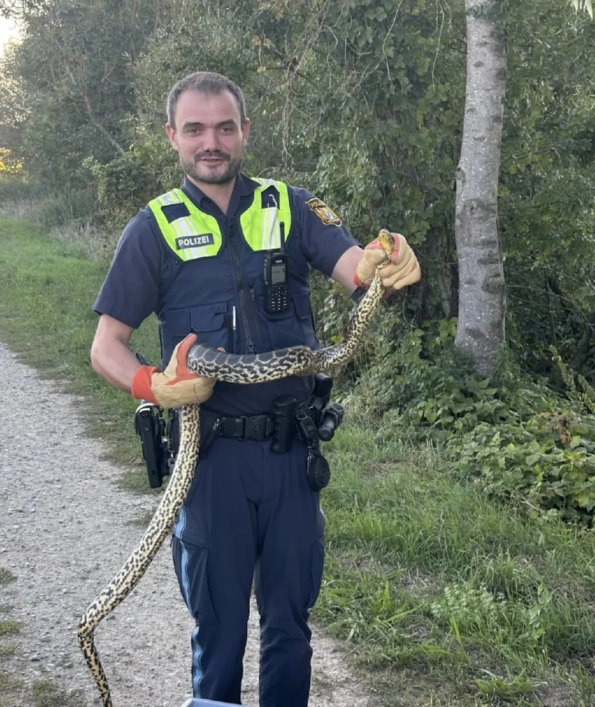 polițist anaconda Dunăre