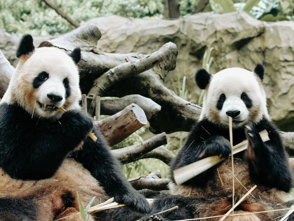 Au ajuns în SUA urșii panda promiși de Xi după întâlnirea cu Trump (Video)