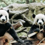 Au ajuns în SUA urșii panda promiși de Xi după întâlnirea cu Trump (Video)