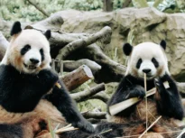 Au ajuns în SUA urșii panda promiși de Xi după întâlnirea cu Trump (Video)