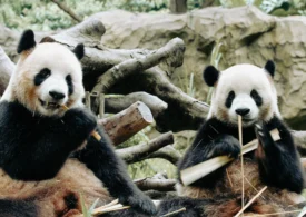 Au ajuns în SUA urșii panda promiși de Xi după întâlnirea cu Trump (Video)