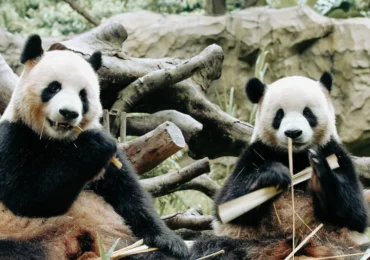 Au ajuns în SUA urșii panda promiși de Xi după întâlnirea cu Trump (Video)