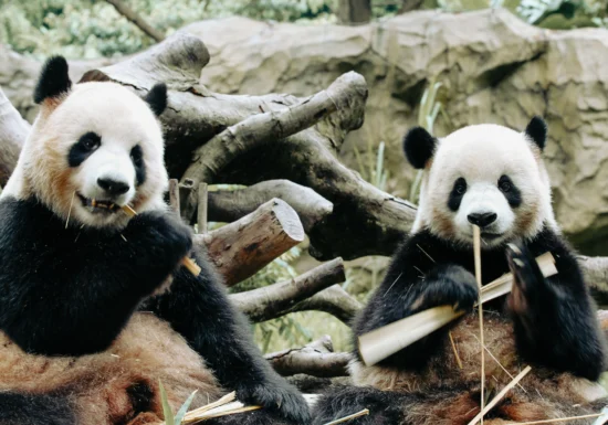 Au ajuns în SUA urșii panda promiși de Xi după întâlnirea cu Trump (Video)