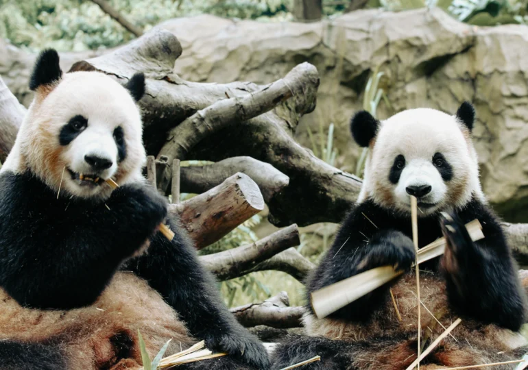 Au ajuns în SUA urșii panda promiși de Xi după întâlnirea cu Trump (Video)