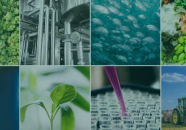 Plastic din zahăr vegetal și asfalt din lemn. Inovațiile care ar putea schimba industria europeană