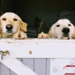 De ce ezită oamenii să adopte câini sau pisici: Regula 3-3-3 care ajută animalul să se simtă acasă