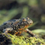Ce s-a întâmplat când oameni cu depresie au primit un compus psihedelic din venin de broască râioasă