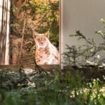 Foto: Facebook/Regia Nationala a Padurilor - Romsilva