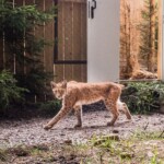 Foto: Facebook/Regia Nationala a Padurilor - Romsilva