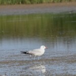 Foto: Ciprian Fântână/SOR
