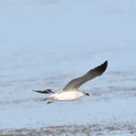 Foto: Ciprian Fântână/SOR