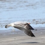 Foto: Ciprian Fântână/SOR