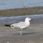 Foto: Ciprian Fântână/SOR