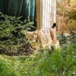 Foto: Facebook/Regia Nationala a Padurilor - Romsilva