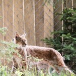 Foto: Facebook/Regia Nationala a Padurilor - Romsilva